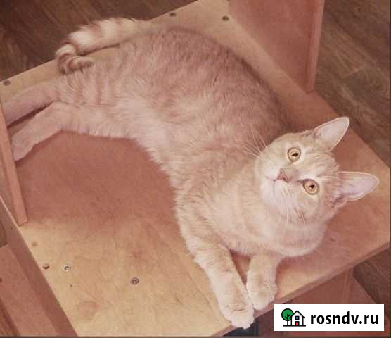 Отдам кошечку Вологда - изображение 1