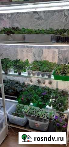 Сортовые детки фиалок Тольятти - изображение 1