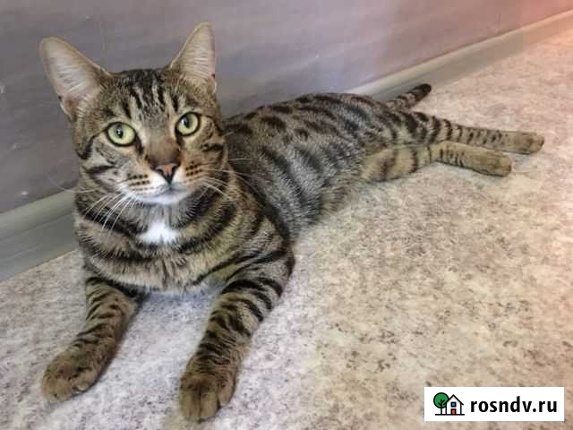 Ищу хозяина Ханты-Мансийск - изображение 1