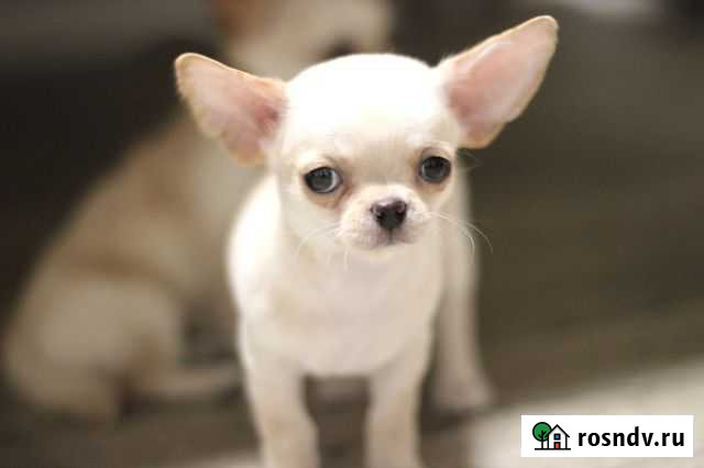 Очень красивый мальчик Новокузнецк - изображение 1