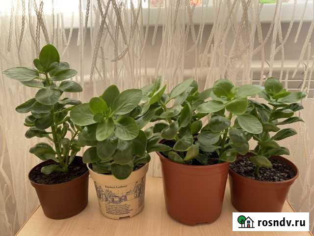 Каланхоэ декоративный Оренбург - изображение 1