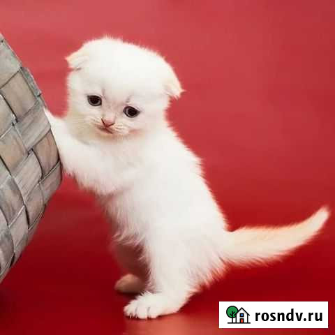 Шотландцы Ноябрьск - изображение 1