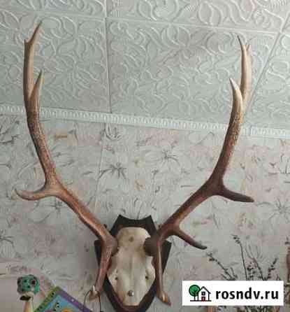 Рога изюбра и лося Смидович