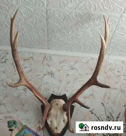 Рога изюбра и лося Смидович - изображение 1