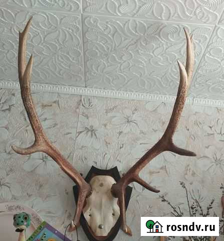 Рога изюбра и лося Смидович - изображение 1