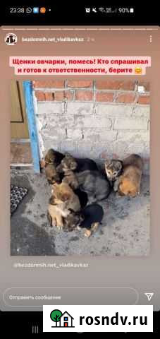 Щенки Владикавказ - изображение 1