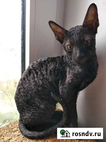 Котенок корниш рекс Смоленск - изображение 1