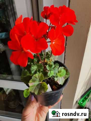 Пеларгония, бегония. Суккуленты Красноярск - изображение 1