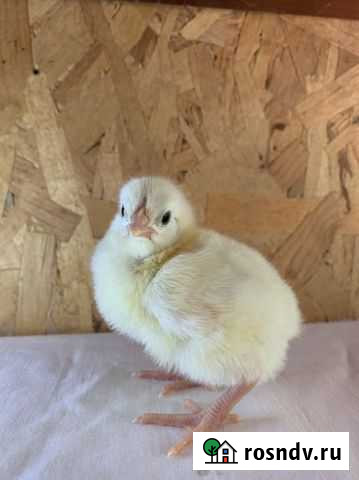 Цыпленок бройлер кобб 500 Загорянский - изображение 1