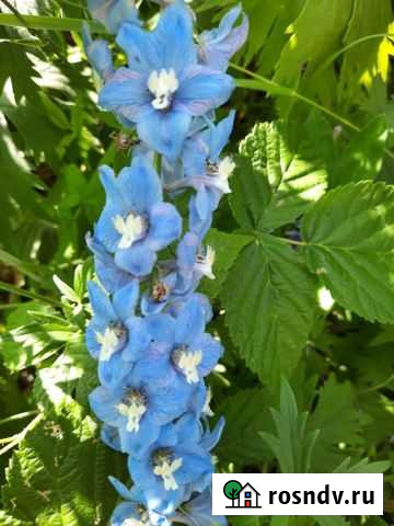 Дельфиниум Коломна - изображение 1