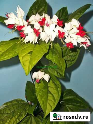 Клеродендрум Улан-Удэ - изображение 1