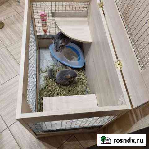 Шиншилла Краснодар
