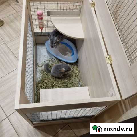 Шиншилла Краснодар - изображение 1