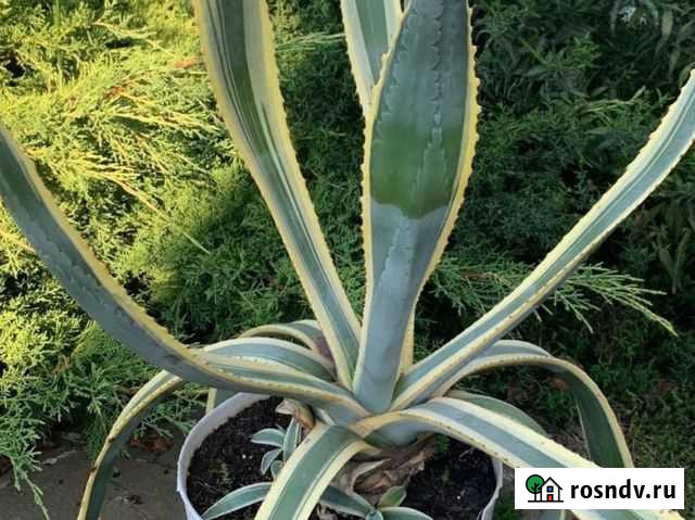 Агава взрослая Ейск - изображение 1