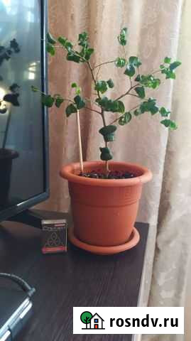 Фикус барок Киров - изображение 1