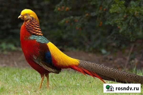 Золотой фазан, самец Петрозаводск - изображение 1