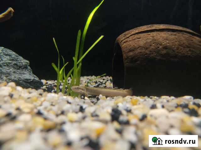 Полиптерус Новороссийск - изображение 1