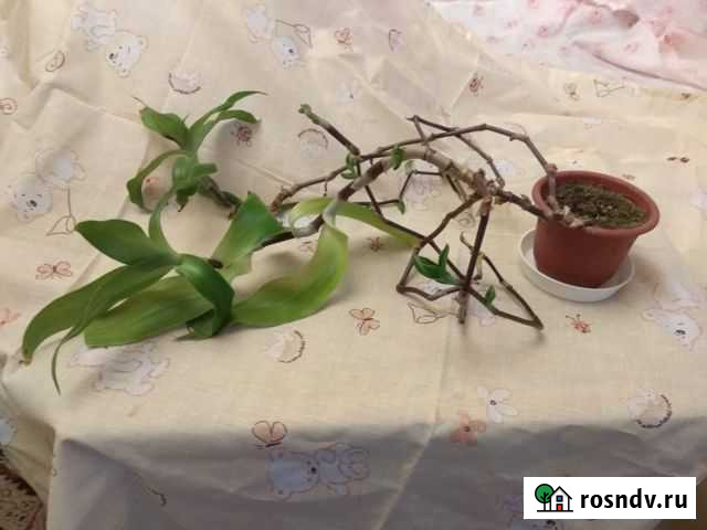 Золотой Ус -цветок Обнинск - изображение 1