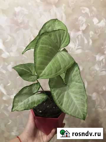 Сингониум Петрозаводск - изображение 1