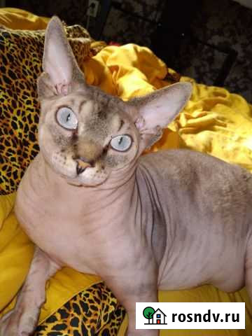 Канадский сфинкс ищет невесту Великие Луки - изображение 1