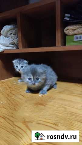 Кошки бесплатно Бийск - изображение 1