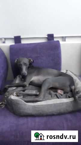 Левретка Щербинка - изображение 1