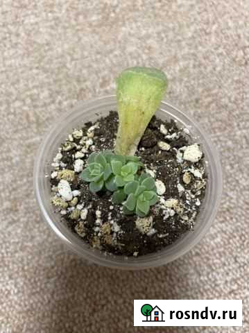 Эхеверия Набережные Челны - изображение 1