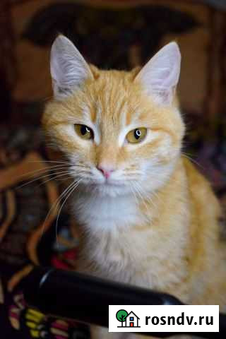 Рыжие красавчики Ульяновск - изображение 1