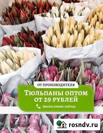 Тюльпаны оптом Набережные Челны - изображение 1