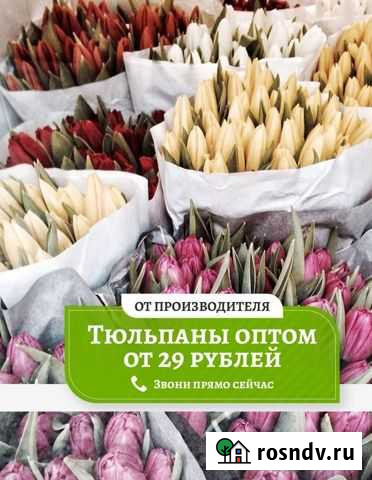 Тюльпаны оптом Набережные Челны - изображение 1