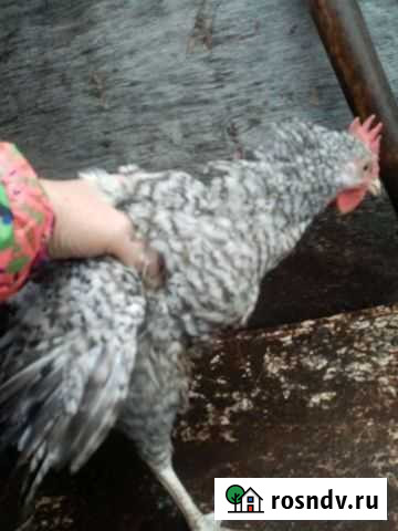 Петушки Ковров - изображение 1