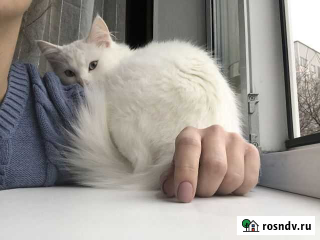 Отдам кота Курск - изображение 1