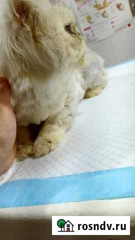 Кастрация и стерилизация животных Севастополь - изображение 1