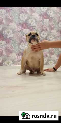 Джокер Американский булли покет Ижевск - изображение 1