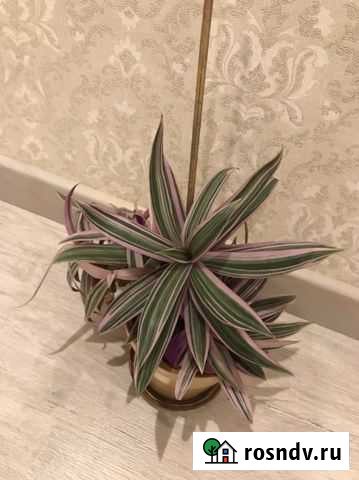 Традесканция Псков - изображение 1