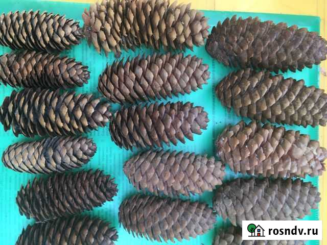 Шишки сосновые продать Владимир - изображение 1