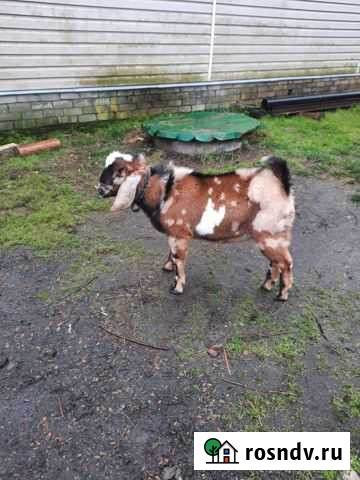 Козел Парфино - изображение 1