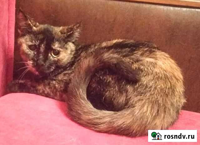 Отдам кошечку в добрые руки, 7 месяцев Рыбинск - изображение 1