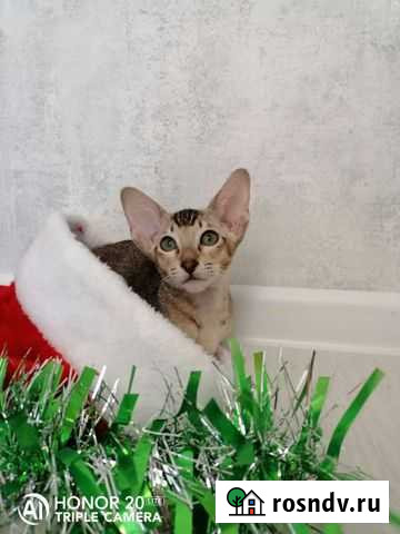 Ориентальные котята Самара - изображение 1