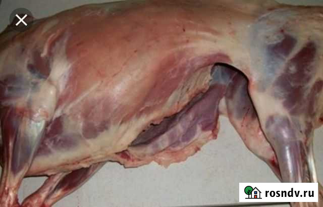 Продам баранину Острогожск - изображение 1