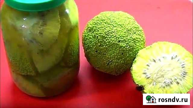 Адамово яблоко (маклюра) Ростов-на-Дону - изображение 1