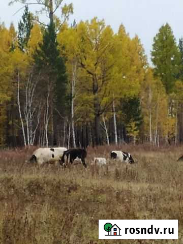 Коров Братск - изображение 1