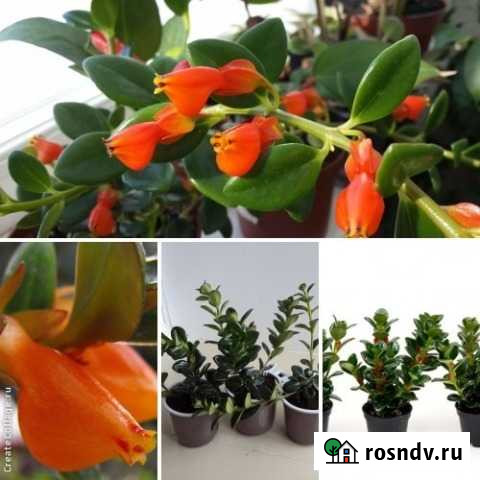 Нематантус Белогорск - изображение 1