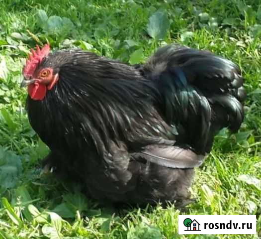 Мини петушки Клинцы - изображение 1