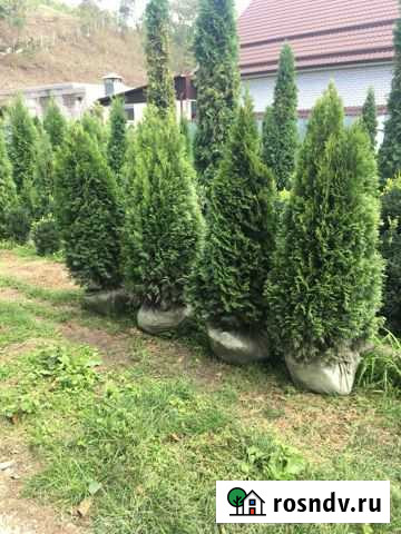 Туя Хасанья - изображение 1