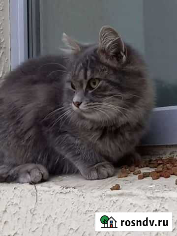 Кошки бесплатно Черкесск - изображение 1