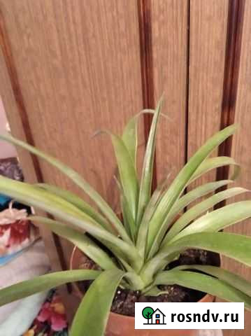 Ананас Липецк - изображение 1