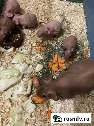 Морские свинки Скинни Воронеж - изображение 1