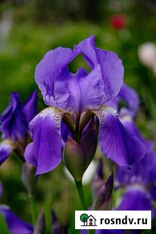 Ирис Махачкала - изображение 1