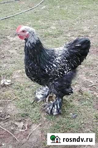 Петухи для разведения Пермь - изображение 1